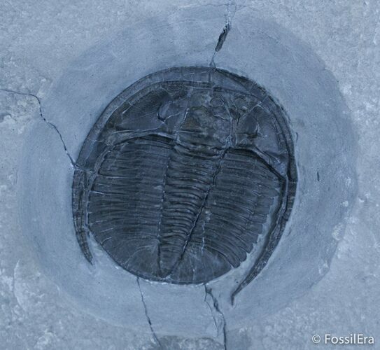 Scarce Cernuolimbus Snowplow Trilobite - Collector #2415
